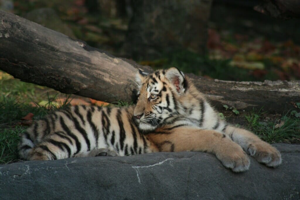 A Cub in A Malayan Tiger’s Habitat