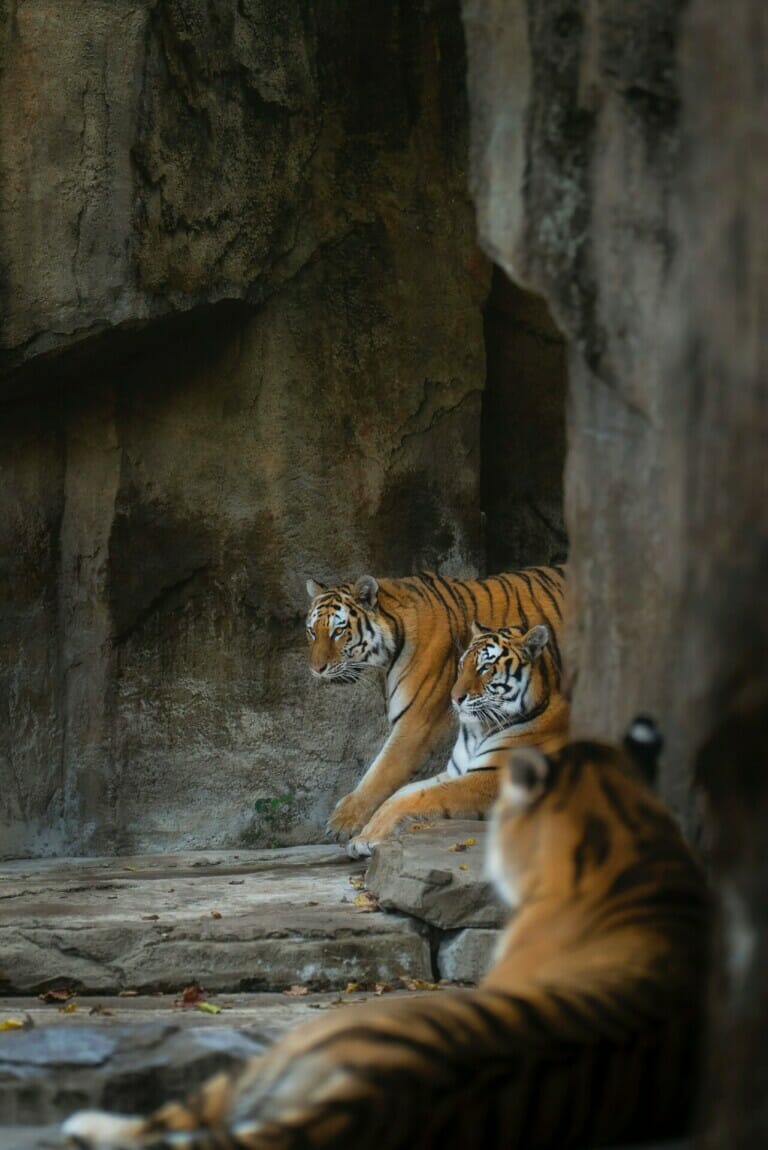 Endangered Malayan Tiger Facts: Three Tigers Lying Down