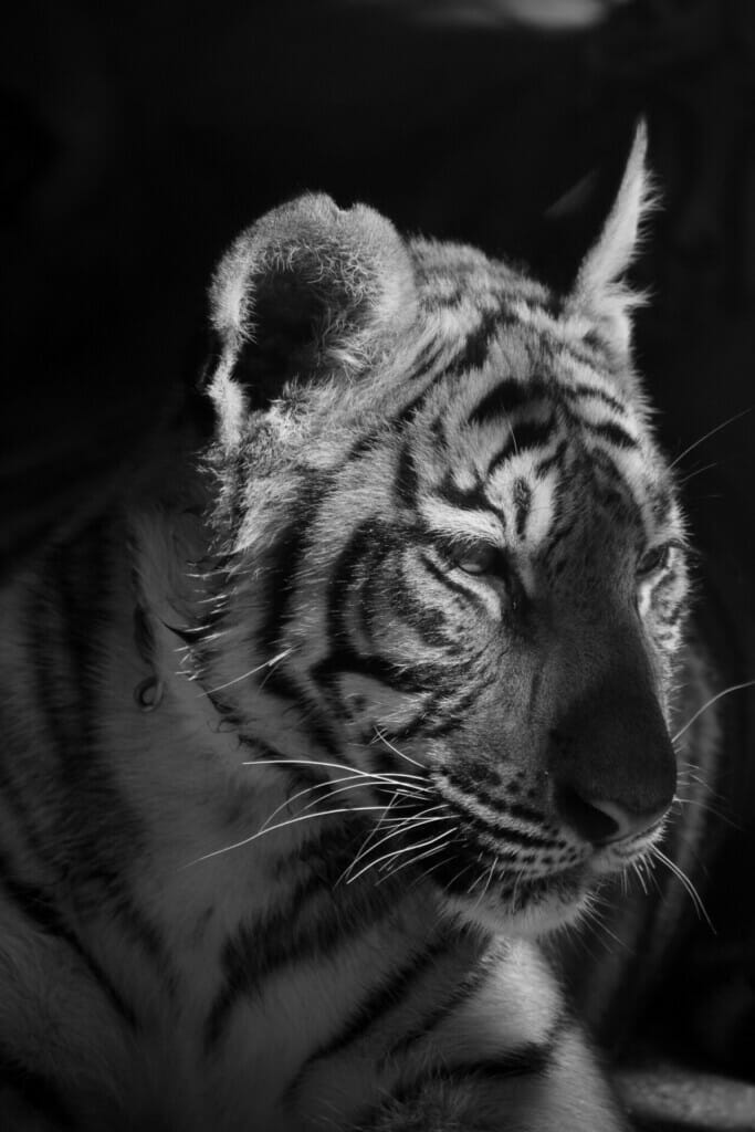 Close-up shot of Malayan Tiger Population 2022