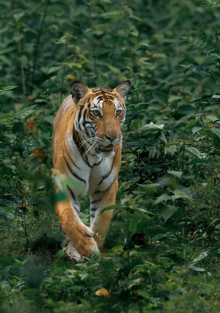 Malaysia Harimau Malaya