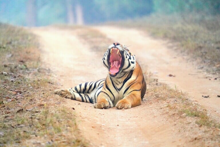 Harimau Malaya Roaring