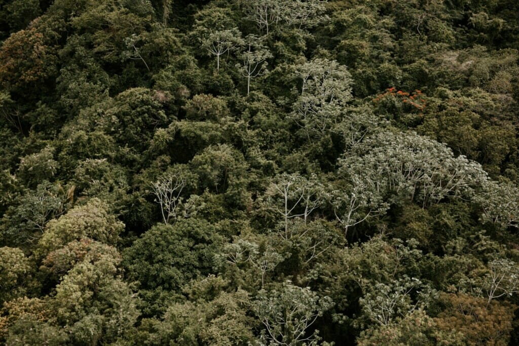 Drone View of Malayan Tiger’s Habitat in Pahang 