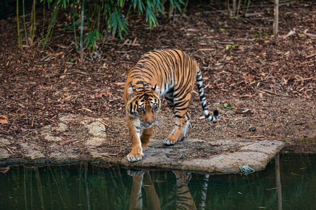 A Malayan Tiger Drinking Near a Lake