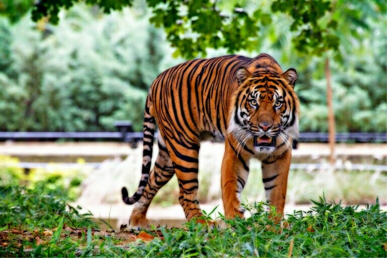 A Malayan Tiger Pic by How to Save Malayan Tiger Campaign.