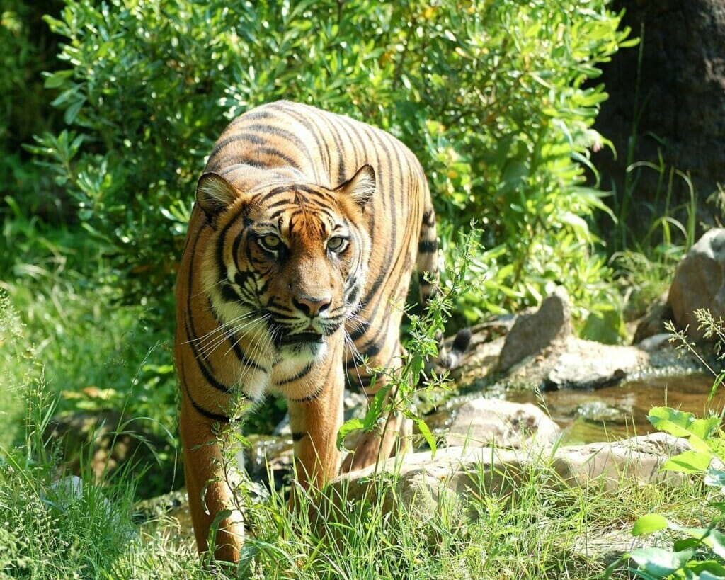A Tiger (harimau Malaysia) Walking on Grassland