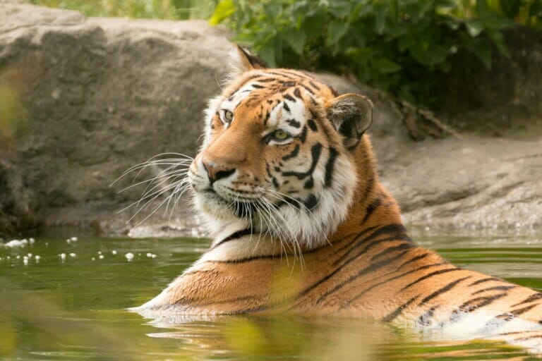 A Close-Up Shot of A Malayan Tiger in The River