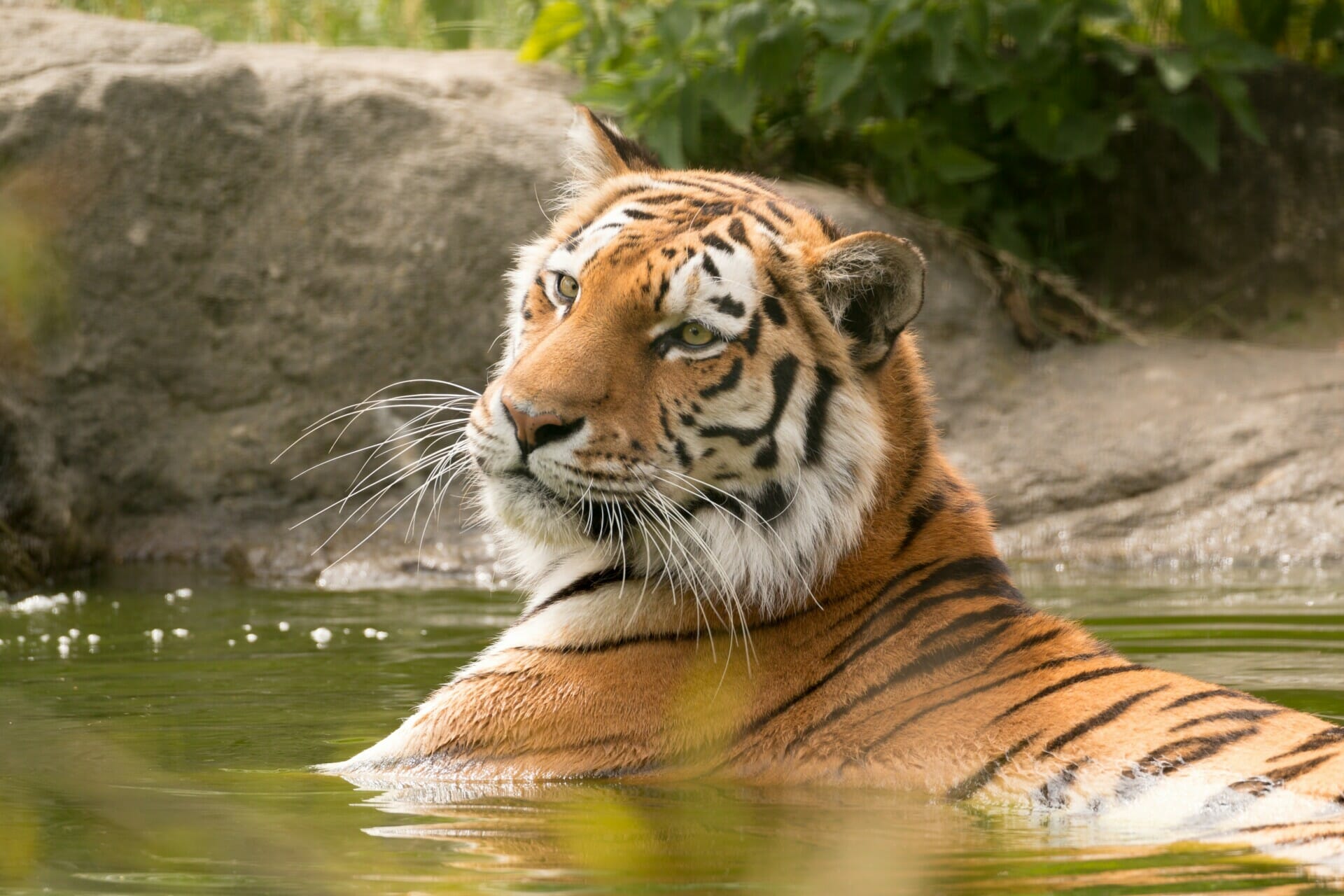 How Many Malayan Tigers Remain In The World?