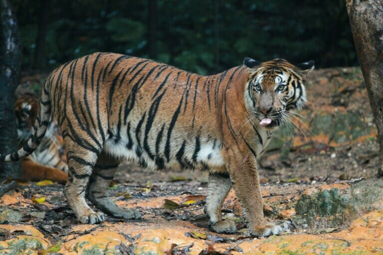 A Tiger (harimau Malaysia) Walking on Wet Soil