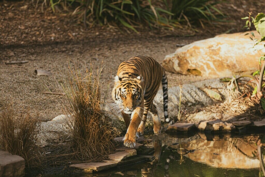 A Tiger (harimau Malaysia) Walking Near a River.