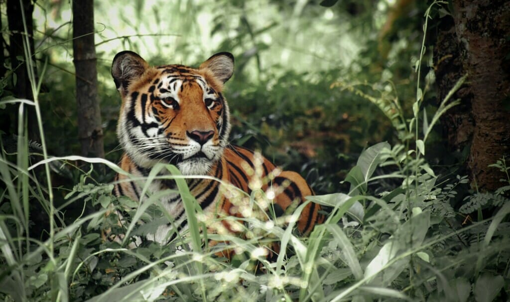 A Malayan Tiger Lying on Green Grass