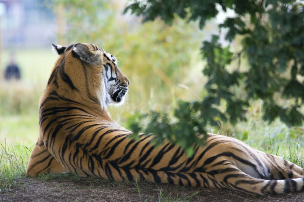 A Malayan Tiger Resting on The Grass