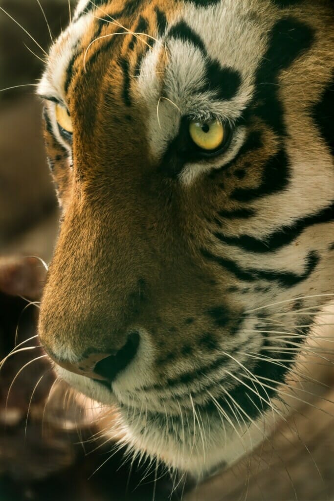 Close-Up Shot of A Malayan Tiger’s Eyes