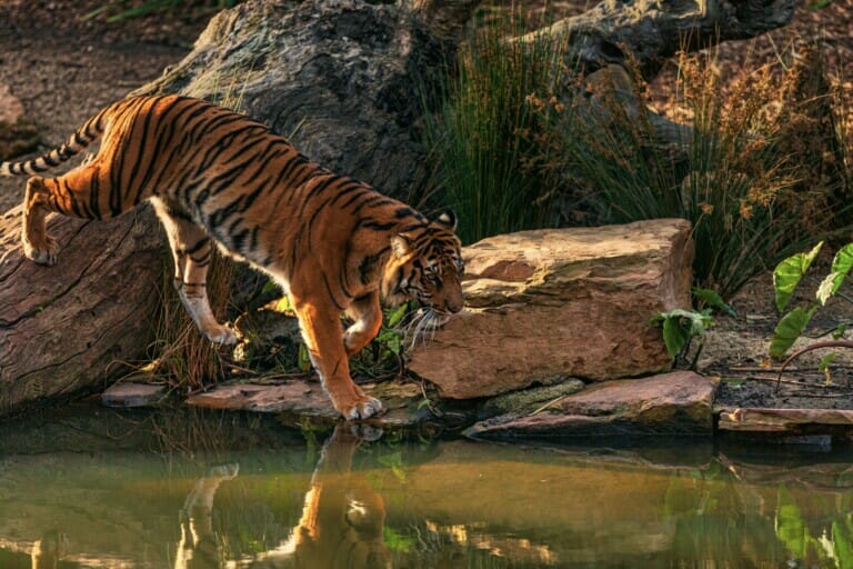 A Malayan Tiger Walking Along the Riverbank