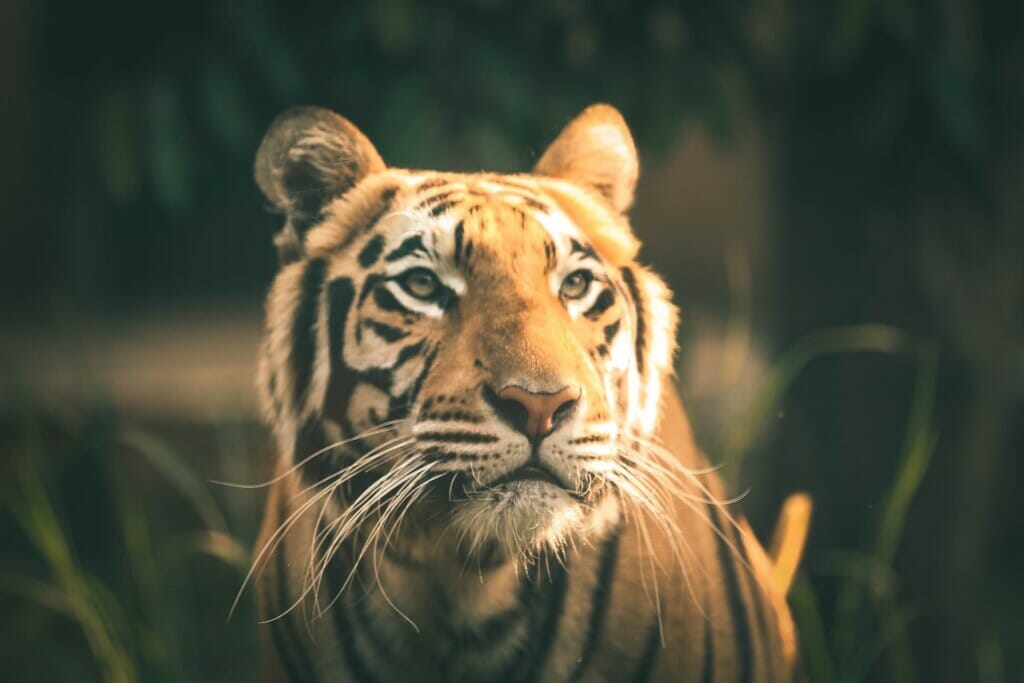 A Malayan Tiger (Harimau) in Grass Field