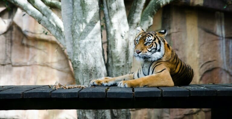 A Tiger (Harimau Malaya) Resting