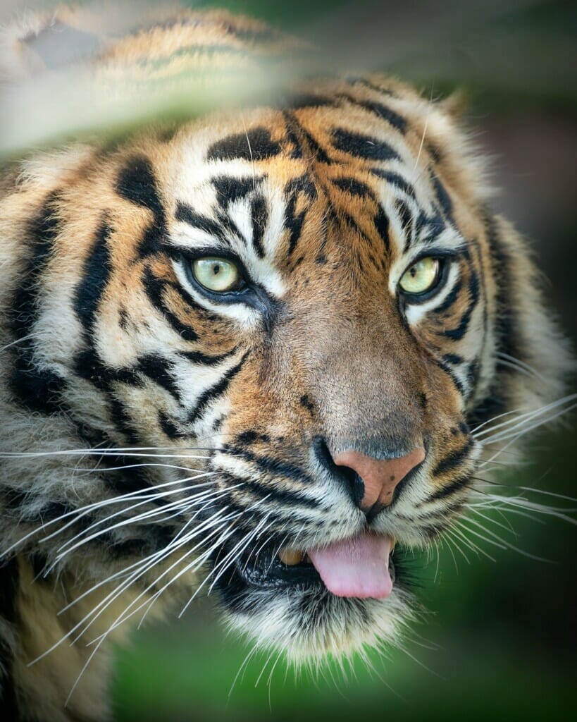Close-Up Shot of a Malayan Tiger