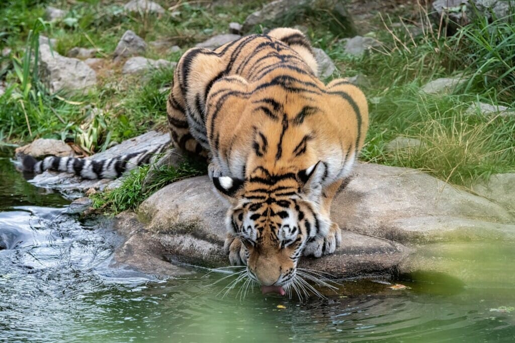 A Malayan Tiger (Harimau Malaya) Drinking Water