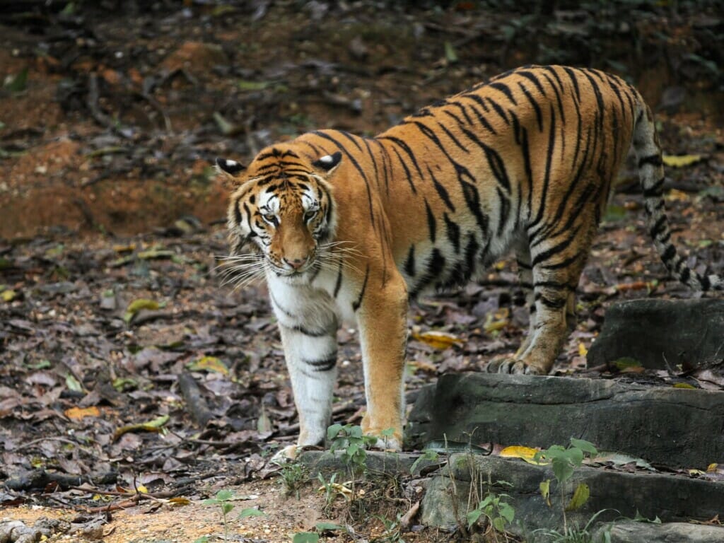 Harimau Malaya Roaming in The Woods