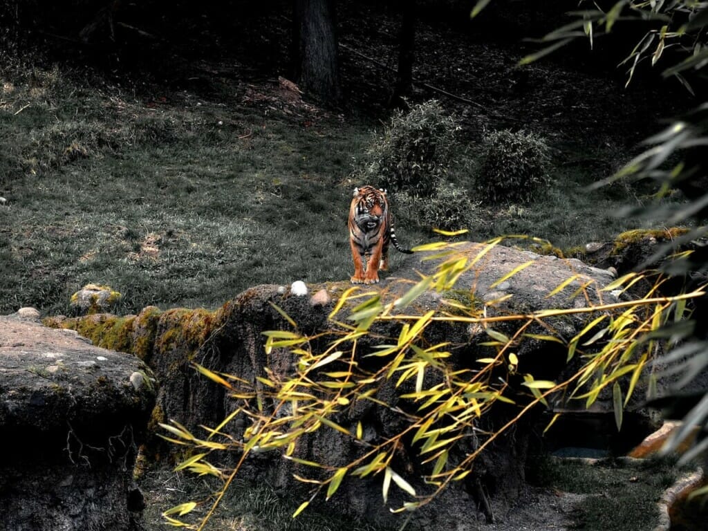 A Malayan Tiger on A Rock