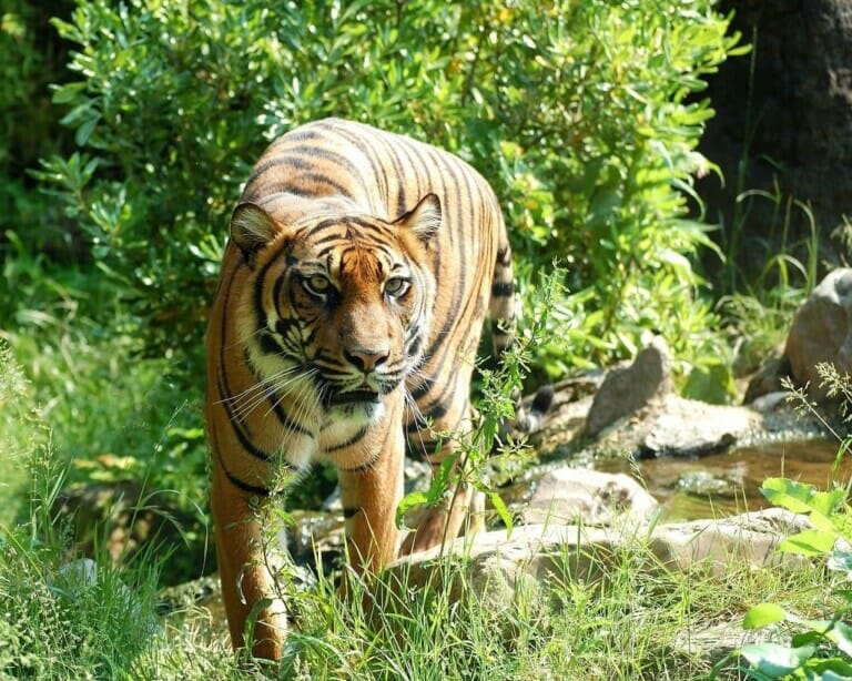 Harimau Malaya Berhampiran Tebing Sungai