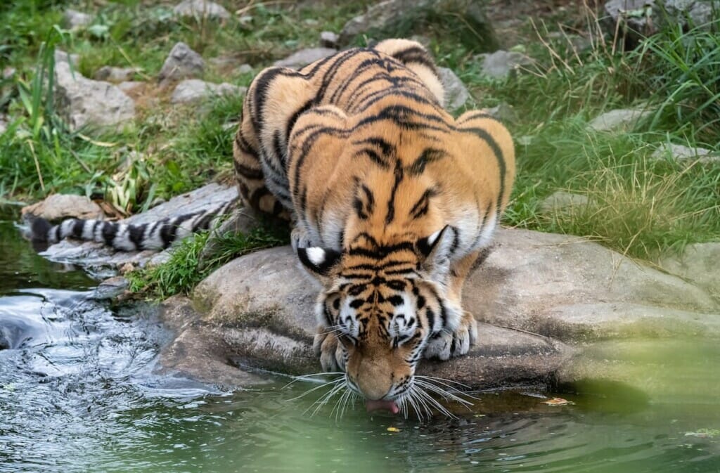 harimau malaya di pinggiran sungai