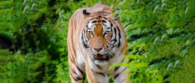 Malayan Tiger is roaming in the forest of Pahang