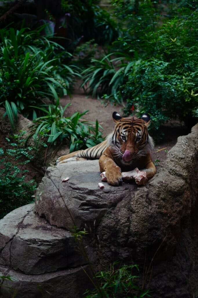 A Malayan Tiger (Harimau Malaya) Eating