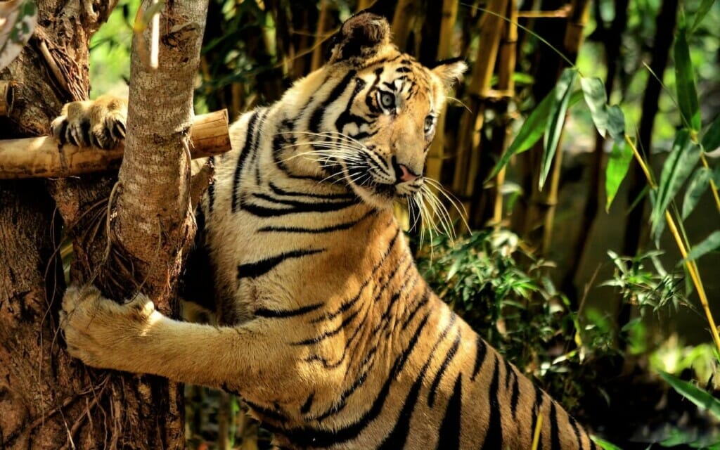 A Malayan Tiger (Harimau Malaya) is leaning on a brown tree branch