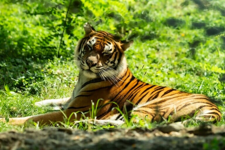 Malayan Tiger Resting