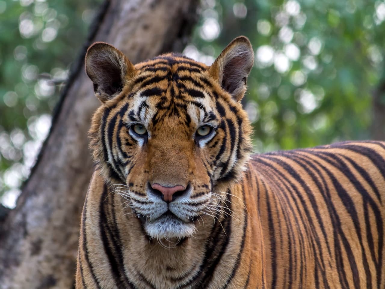 A close-up shot of a Malayan Tiger