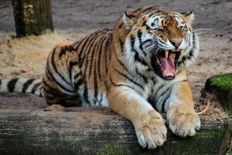 Close-up shot of a Malayan Tiger roaring